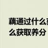 藕通过什么获取养分 是皮还是丝（藕通过什么获取养分）