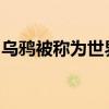 乌鸦被称为世界上最聪明的鸟之一原因是什么
