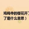 鸡鸣寺的樱花开了是什么意思不会在开了（鸡鸣寺的樱花开了是什么意思）