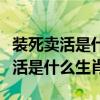 装死卖活是什么生肖百度帮我查一查（装死卖活是什么生肖）
