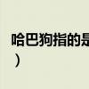 哈巴狗指的是哪类人（哈巴狗分别指哪一类人）