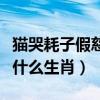 猫哭耗子假慈悲猜一生肖（猫哭耗子假慈悲是什么生肖）