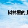 树林里的上帝读后感（树林里的上帝）