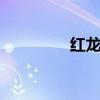 红龙ocg（龙朱ocg查询）