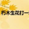 朽木生花打一动物谜底（朽木生花打一动物）