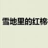 雪地里的红棉袄板书设计（雪地里的红棉袄）