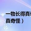 一物长得真奇怪,肚皮下面长口袋（一物长得真奇怪）