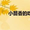 小茴香的吃法及功效（小茴香的吃法）