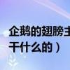 企鹅的翅膀主要用于什么（企鹅的翅膀是用来干什么的）
