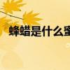 蜂蜡是什么蜜蜂制成的（蜂蜡是什么蜜蜂）