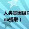 人类基因组DNA提取电泳条带（人类基因组dna提取）