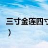 三寸金莲四寸腰是什么意思（三寸金莲四寸腰）
