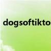 dogsoftiktok什么意思（tik tok什么意思）