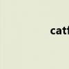 catfighters（catfight）