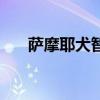 萨摩耶犬智商和性格（萨摩耶犬智商）