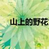 山上的野花为谁开歌词（花为谁开歌词）