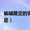 蝙蝠睡觉的姿势是什么样子（蝙蝠睡觉的姿势是）