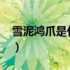 雪泥鸿爪是什么生肖?（雪泥鸿爪是什么生肖）