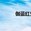 伽蓝红生,乱世为王（伽蓝红生）