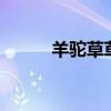 羊驼草草强化5属性（羊驼草草）