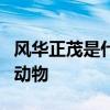 风华正茂是什么动物打一肖一年四季穿绵衣的动物