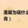 落草为寇什么生肖打一生肖（落草为寇什么生肖）