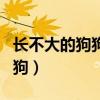 长不大的狗狗有哪些品种博美犬（长不大的狗狗）