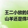 王二小放的是山羊还是绵羊?（王二小放的是山羊还是绵羊）