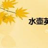 水壶英文怎么说（水壶英文）