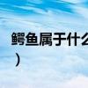 鳄鱼属于什么类型动物（鳄鱼属于什么类动物）