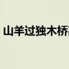 山羊过独木桥高考作文立意（山羊过独木桥）