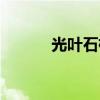 光叶石楠园林用途（光叶石楠）