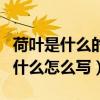 荷叶是什么的什么怎么写句子（荷叶是什么的什么怎么写）