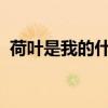 荷叶是我的什么我在荷叶上干什么补充完整