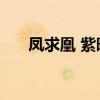 凤求凰 紫晓 男主女主（凤求凰 紫晓）