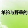 羊驼与野草的故事歌词（羊驼与野草的故事）