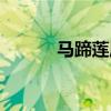 马蹄莲属于什么科（马蹄莲属）