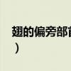 翅的偏旁部首是支吗?（翅的偏旁部首是什么）