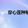 穿心莲种植时间和方法（穿心莲种植）