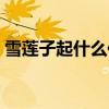 雪莲子起什么作用多少价格（雪莲子的价格）