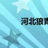 河北狼青犬业电话（河北狼青犬）