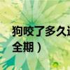狗咬了多久过安全期2019（狗咬了多久过安全期）