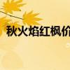 秋火焰红枫价格10到15公分（秋火焰红枫）