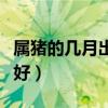 属猪的几月出生最好命运（属猪的几月出生最好）