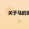 关于马的资料一百字（关于马的资料）