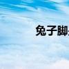 兔子脚是什么样的（春季兔脚）