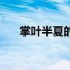 掌叶半夏的功效与作用点（掌叶半夏）
