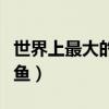 世界上最大的泥鱼完成不了（世界上最大的泥鱼）