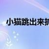 小猫跳出来扩句至少扩两处（小猫跳出来）