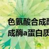 色氨酸合成酶a蛋白质的完整单词（色氨酸合成酶a蛋白质）